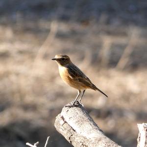 European stonechat