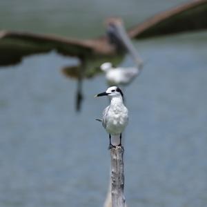 Sandwich Tern