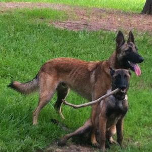 Belgian Malinois