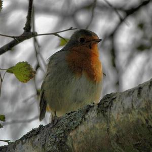 European Robin