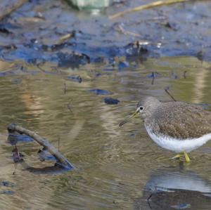 Green Sandpiper