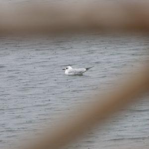 Black-headed Gull