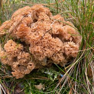 Eastern Cauliflower Mushroom