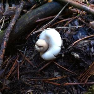 Collared Earthstar