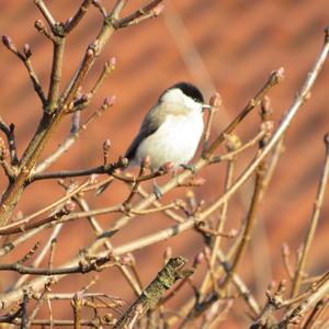 Marsh Tit