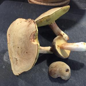 Yellow-cracked Bolete