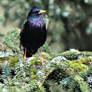 Common Starling