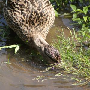 Mallard