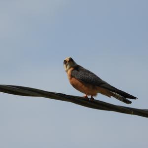 Red-footed Falcon