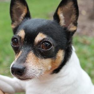 Toy Fox Terrier