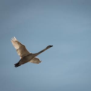 Whooper Swan