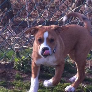 Unknown Breed