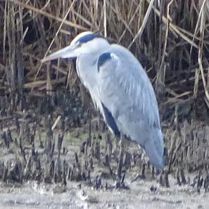 Grey Heron