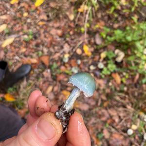 Blue-green Stropharia