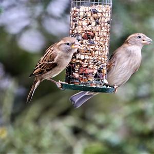 House Sparrow