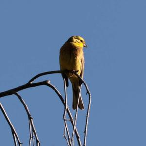 Yellowhammer