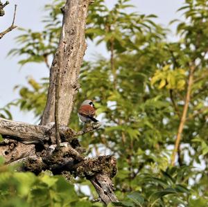 Red-backed Shrike