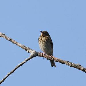 Tree Pipit