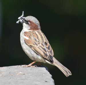 House Sparrow