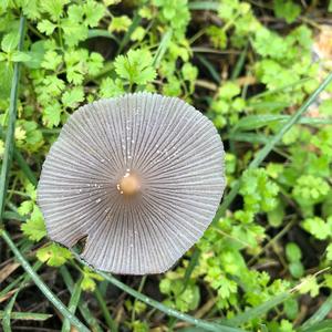 Agaricus impudicus