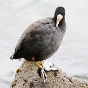 Common Coot