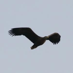 White-tailed Eagle