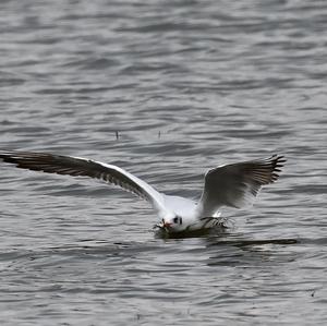 Black-headed Gull