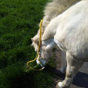 Icelandic Horse