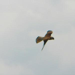 Common Kestrel