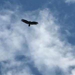 Turkey Vulture