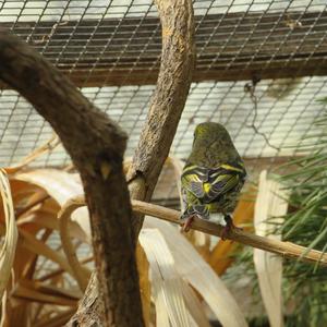 Eurasian Siskin