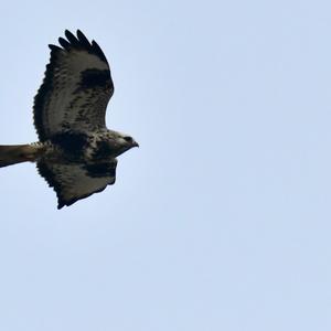 Common Buzzard