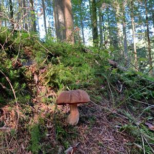 Dotted-stem Bolete