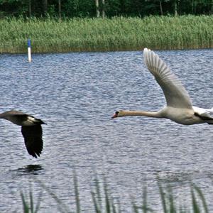 Höckerschwan