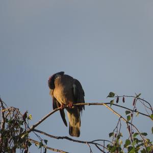 Common Wood-pigeon