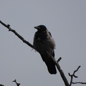 Hooded Crow