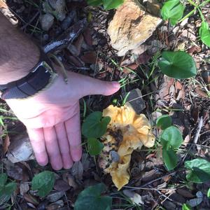 Chanterelle, Common