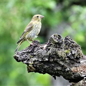 European Greenfinch