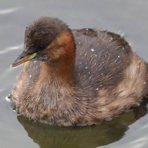 Little Grebe