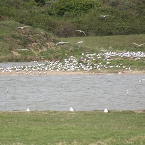 Sandwich Tern