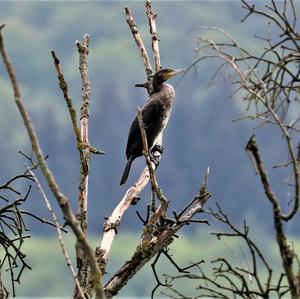 Great Cormorant