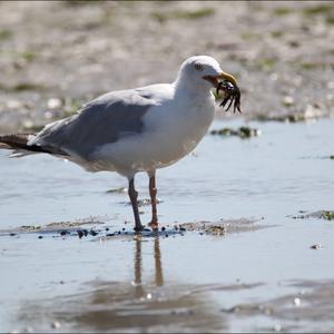 Herring Gull