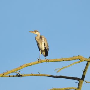 Grey Heron