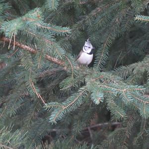 Crested Tit