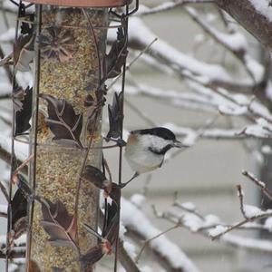 Black-capped Chickadee