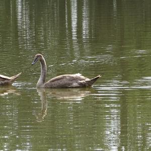 Höckerschwan