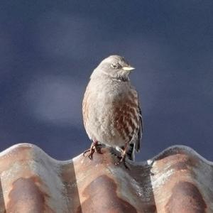 Alpine Accentor