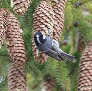 Coal Tit