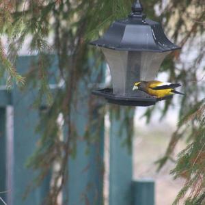 Evening Grosbeak