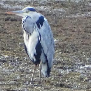 Grey Heron